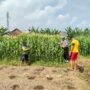 Anggota Polsek Porong Pastikan Tanaman Jagung di Desa Kesambi Siap Topang Swasembada Pangan