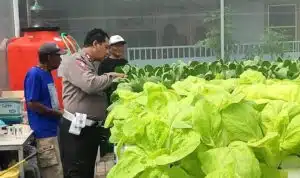 Bhabinkamtibmas Apresiasi Green House Hortikultura Warga Desa Kletek, Dukung Ketahanan Pangan