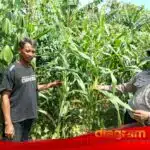Polres Sidoarjo Dukung Ketahanan Pangan Melalui Program Pekarangan Pangan Bergizi