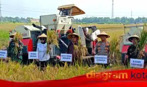 Panen Raya Serentak di 14 Provinsi, Wakil Bupati Pimpin Panen di Sidoarjo