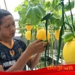 Petani melon premium media hidroponik