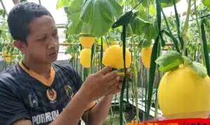 Inovasi Cerdas! Wisata Petik Melon Premium di Sidoarjo Bikin Petani Untung, Pengunjung Senang