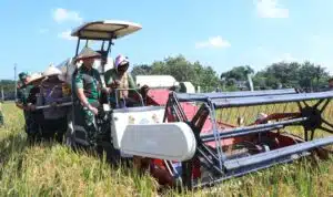 Dukung Ketahanan Pangan Kapolda Jatim Bersama Forkopimda Panen Raya Padi di Ngawi