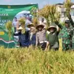 Surabaya Panen Padi Serentak Dukung Swasembada