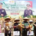 Polisi dan Warga Tani Panen Raya Jagung Hibrida Bhayangkara Tahap II di Ponorogo