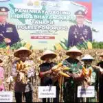 Petani di Ponorogo Puas dengan Jagung Hibrida Bhayangkara, Panen Melimpah dan Tahan Penyakit