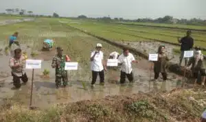 Tiga Pilar di Sidoarjo Kompak Dukung Ketahanan Pangan Nasional Lewat Penanaman Padi Serentak