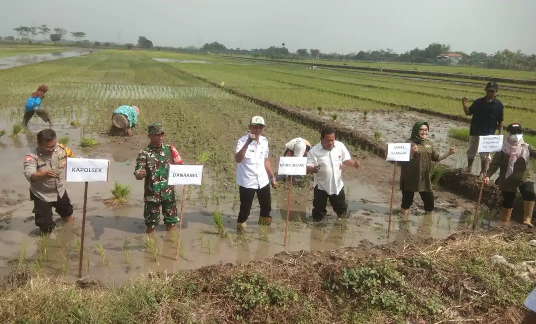 Tiga Pilar di Sidoarjo Kompak Dukung Ketahanan Pangan Nasional Lewat Penanaman Padi Serentak