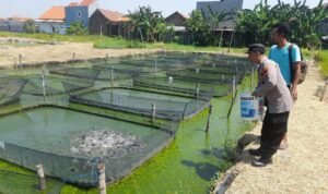Humanis, Bhabinkamtibmas Trosobo Penggerak Ketahanan Pangan Bantu Beri Pakan Ikan Lele
