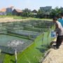 Humanis, Bhabinkamtibmas Trosobo Penggerak Ketahanan Pangan Bantu Beri Pakan Ikan Lele
