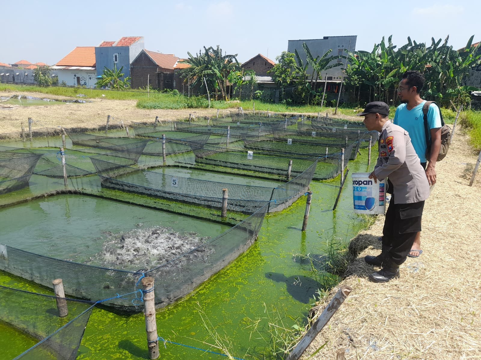 Humanis, Bhabinkamtibmas Trosobo Penggerak Ketahanan Pangan Bantu Beri Pakan Ikan Lele