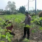 Bhabinkamtibmas Desa Suko, Cek Lahan Ketahanan Pangan P2B Tanaman Singkong