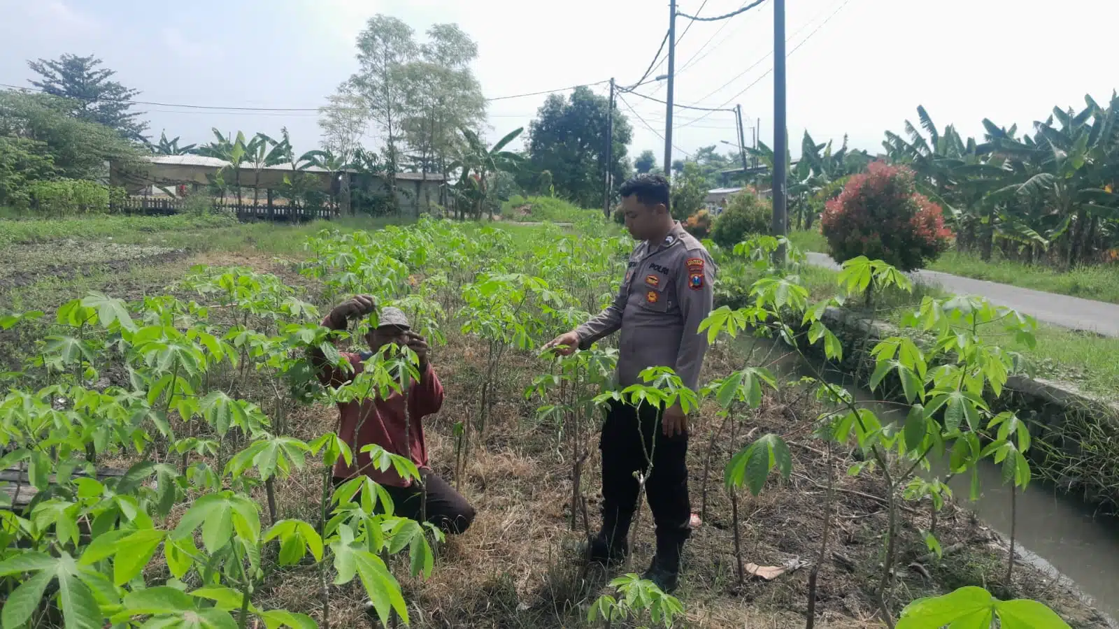Bhabinkamtibmas Desa Suko, Cek Lahan Ketahanan Pangan P2B Tanaman Singkong