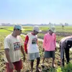 Optimalkan Perawatan Tanaman Sayur di Desa Lemujut, Dukung Ketahanan Pangan Lokal
