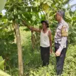Bhabinkamtibmas Sidokerto Himbau Warga Rawat Tanaman Pisang Dukung Ketahanan Pangan