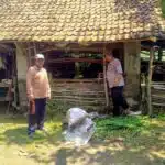 Jelang Idul Adha, Bhabinkamtibmas Prambon Cek Kesehatan Hewan Kurban Sapi
