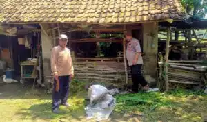 Jelang Idul Adha, Bhabinkamtibmas Prambon Cek Kesehatan Hewan Kurban Sapi