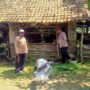 Jelang Idul Adha, Bhabinkamtibmas Prambon Cek Kesehatan Hewan Kurban Sapi