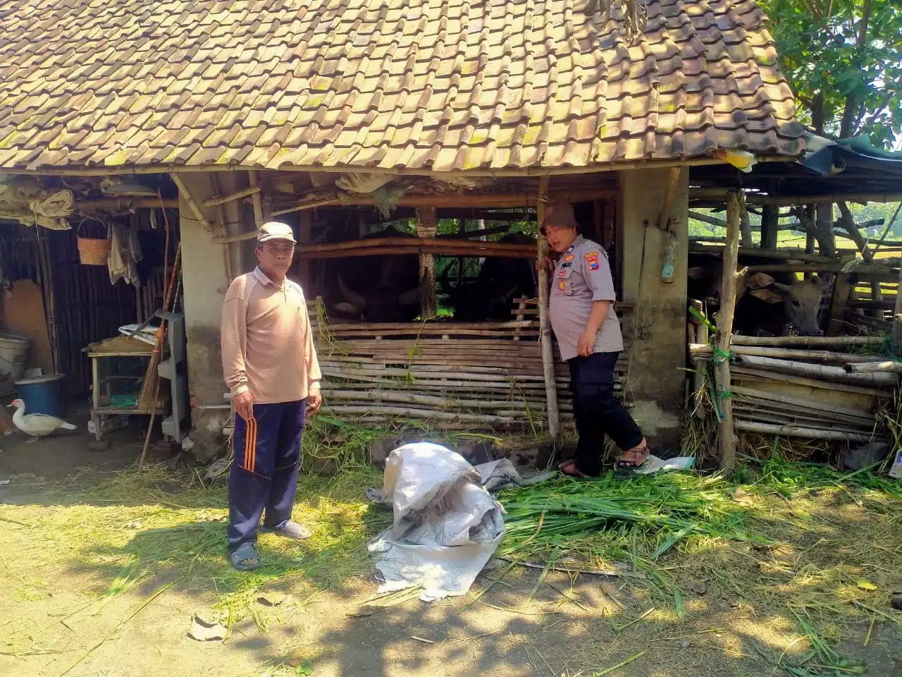 Jelang Idul Adha, Bhabinkamtibmas Prambon Cek Kesehatan Hewan Kurban Sapi