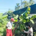 Polsek Sedati Aktif Dukung Pertanian Warga Lewat Program P2B Ketahanan Pangan
