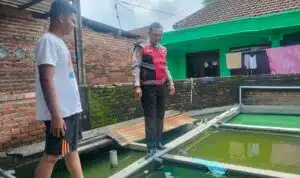 Bhabinkamtibmas Juwetkenongo Polsek Porong Tinjau Program Ketahanan Pangan Lewat Budidaya Ikan Nila