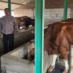 Bhabinkamtibmas Karangtanjung Dampingi Warga Penggerak Ketahanan Pangan Ternak Sapi