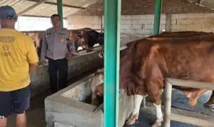 Bhabinkamtibmas Karangtanjung Dampingi Warga Penggerak Ketahanan Pangan Ternak Sapi
