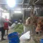 Wujud Ketahanan Pangan Bergizi, Puluhan Hewan Kurban di Desa Bangsri Siap Dipasarkan Sambut Idul Adha