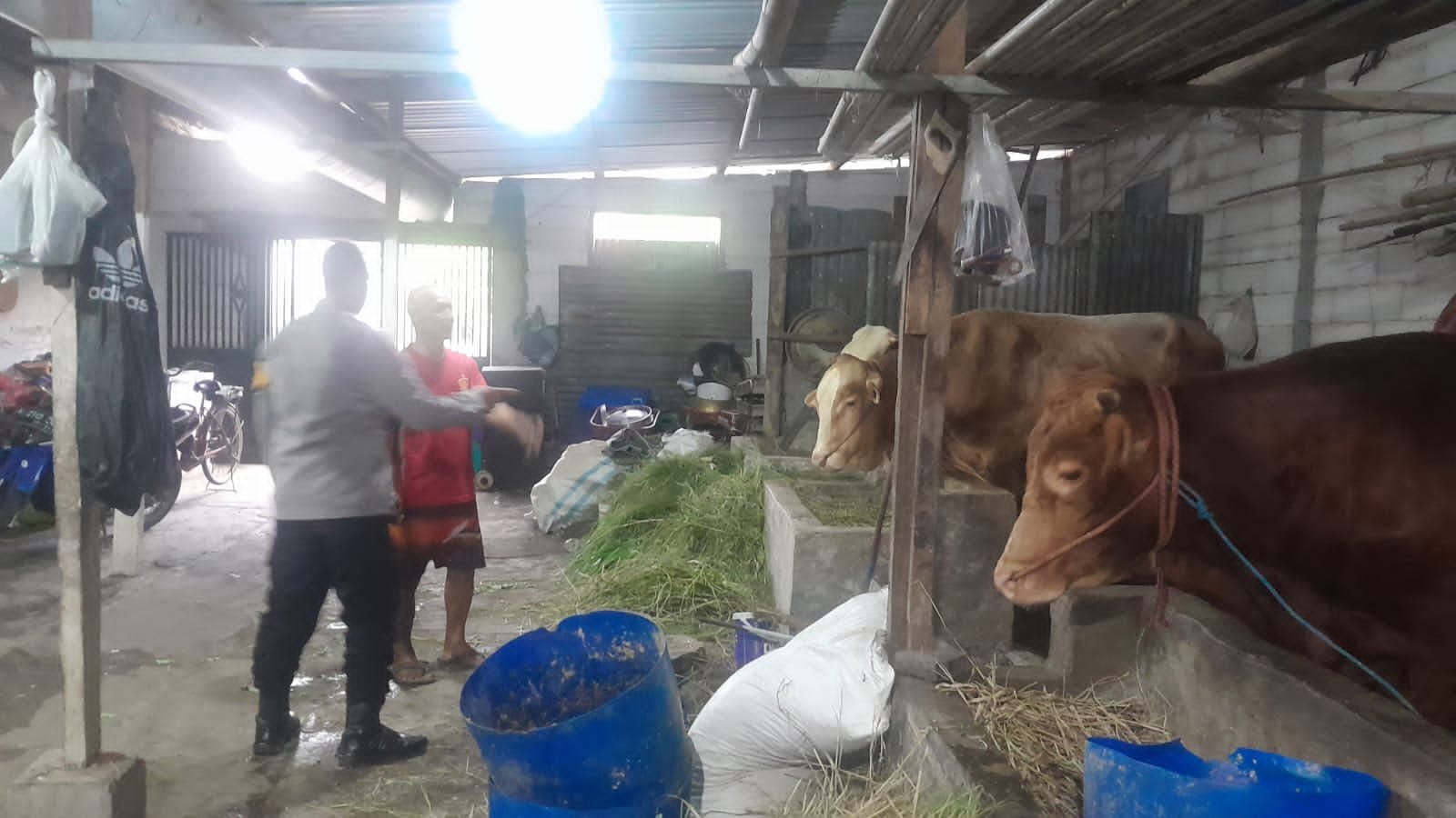 Wujud Ketahanan Pangan Bergizi, Puluhan Hewan Kurban di Desa Bangsri Siap Dipasarkan Sambut Idul Adha