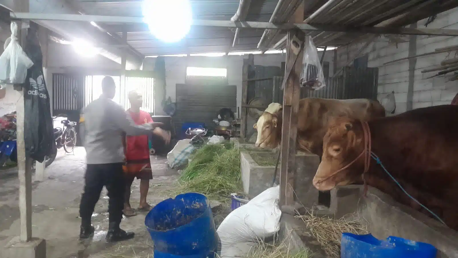 Wujud Ketahanan Pangan Bergizi, Puluhan Hewan Kurban di Desa Bangsri Siap Dipasarkan Sambut Idul Adha