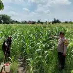 Polsek Tulangan Siapkan Tanaman Jagung untuk Ketahanan Pangan Polresta Sidoarjo