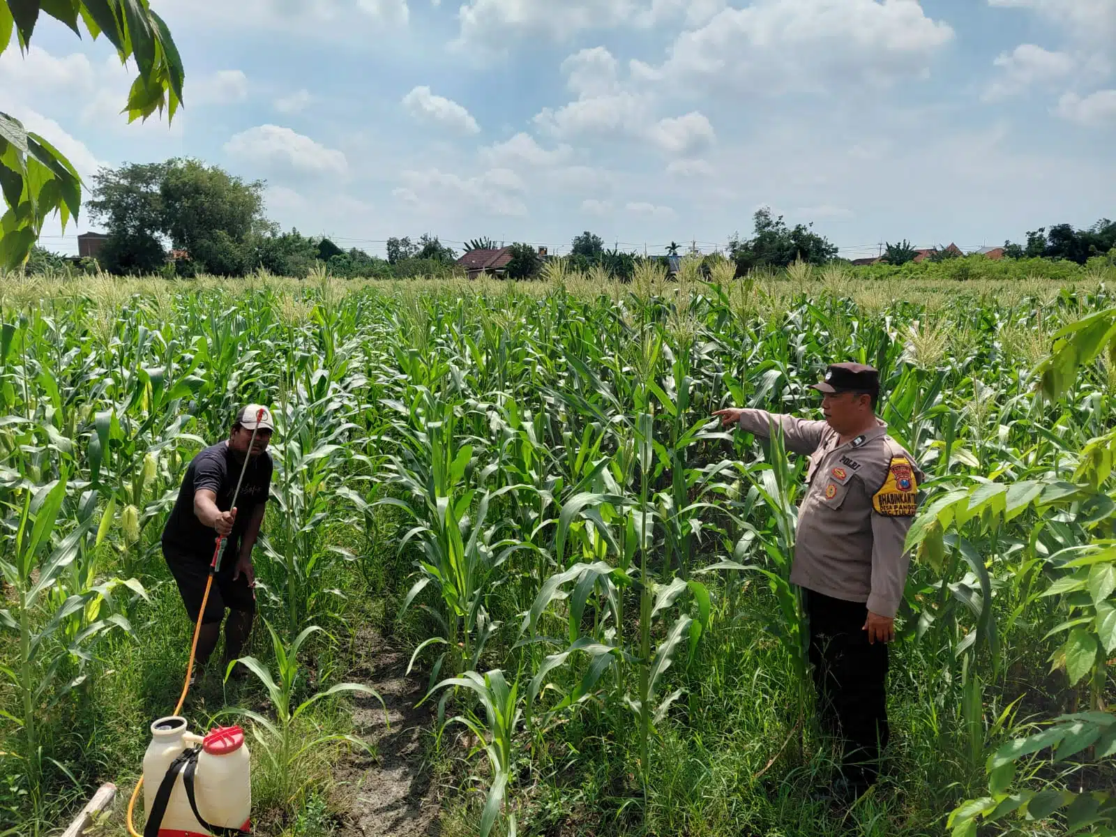 Polsek Tulangan Siapkan Tanaman Jagung untuk Ketahanan Pangan Polresta Sidoarjo