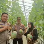 Polsek Tarik Polresta Sidoarjo Panen Melon Hidroponik Bersama Kelompok Tani Berkah Makmur, Wujud Sinergi Dukung Ketahanan Pangan