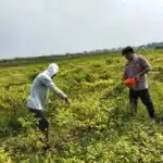 Polisi Cinta Petani Panen Cabai Bareng, Wujud Nyata Dukung Ketahanan Pangan Polresta Sidoarjo