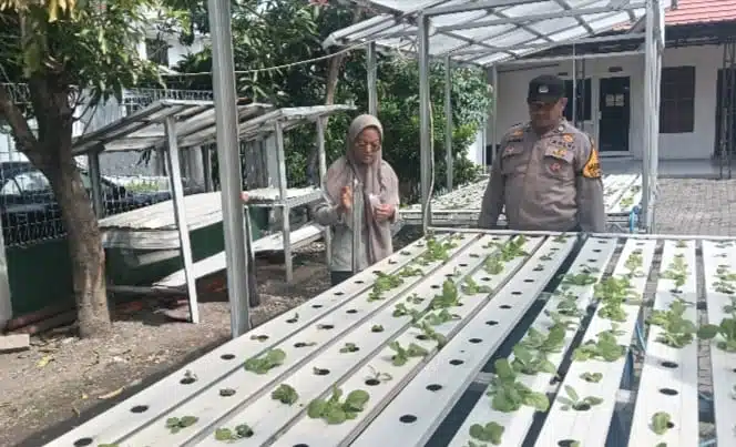 Bhabinkamtibmas Balonggabus Candi Dukung Ketahanan Pangan Lewat Program Hidroponik