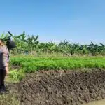 Kanit Binmas Polsek Gedangan Turun Langsung ke Lahan Pertanian Sayuran dan cabai di Desa Punggul untuk Dukung Ketahanan Pangan