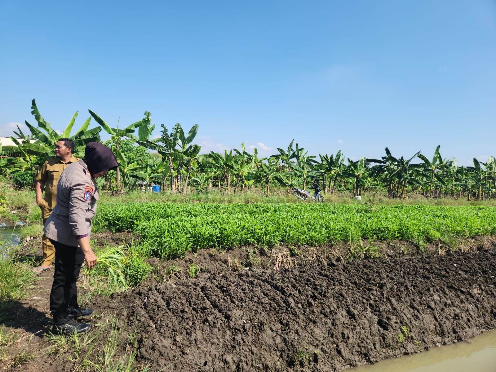 Kanit Binmas Polsek Gedangan Turun Langsung ke Lahan Pertanian Sayuran dan cabai di Desa Punggul untuk Dukung Ketahanan Pangan
