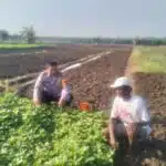Bhabinkamtibmas Desa Jiken Polsek Tulangan Dorong Ketahanan Pangan Lewat Pengecekan Lahan Sayur Warga