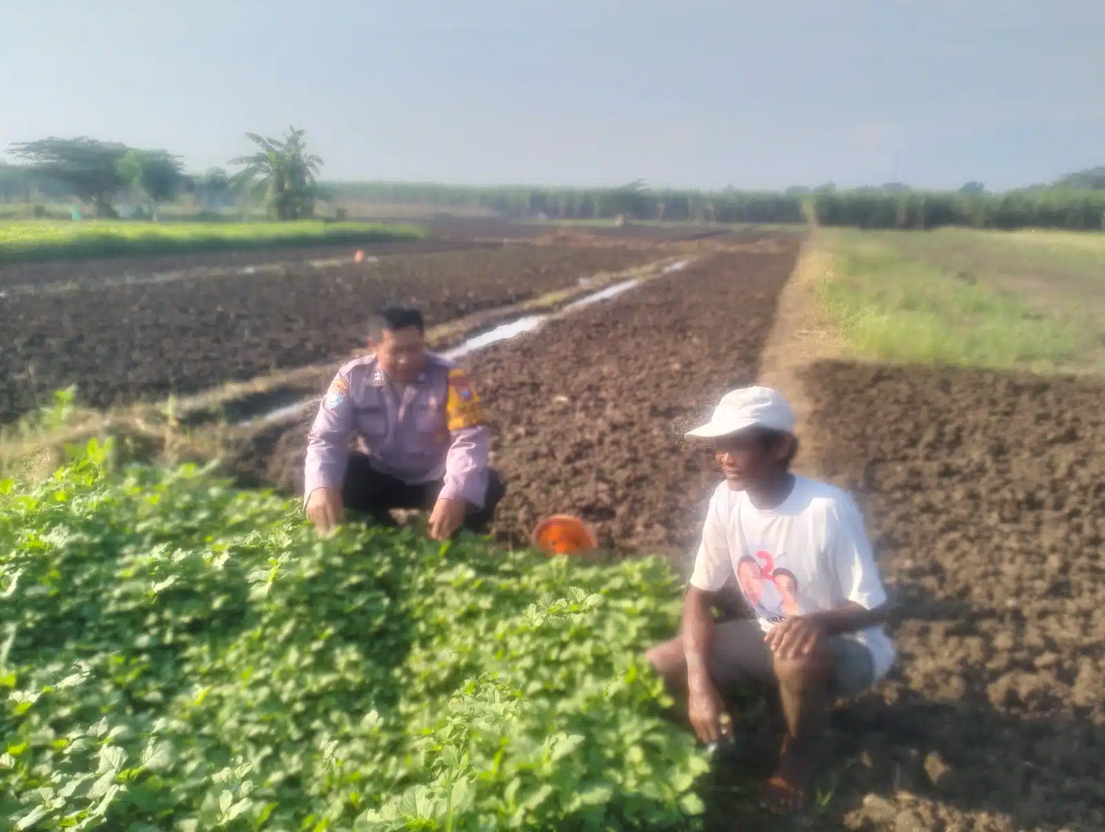 Bhabinkamtibmas Desa Jiken Polsek Tulangan Dorong Ketahanan Pangan Lewat Pengecekan Lahan Sayur Warga