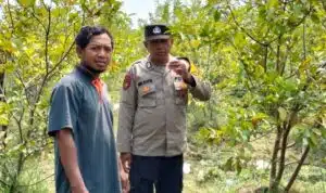 Bhabinkamtibmas Polsek Sidoarjo Kota Tinjau Lahan Jambu untuk Dukung Ketahanan Pangan
