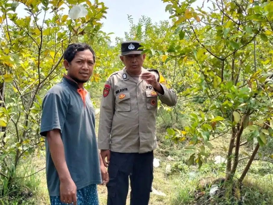Bhabinkamtibmas Polsek Sidoarjo Kota Tinjau Lahan Jambu untuk Dukung Ketahanan Pangan