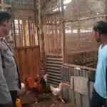Polsek Krian Dampingi Warga Kembangkan Peternakan Ayam Wujudkan Ketahanan Pangan 