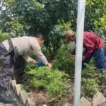 Bhabinkamtibmas Sedati Gede Bantu Warga Rawat Tanaman Cabai, Dukung Ketahanan Pangan Polresta Sidoarjo