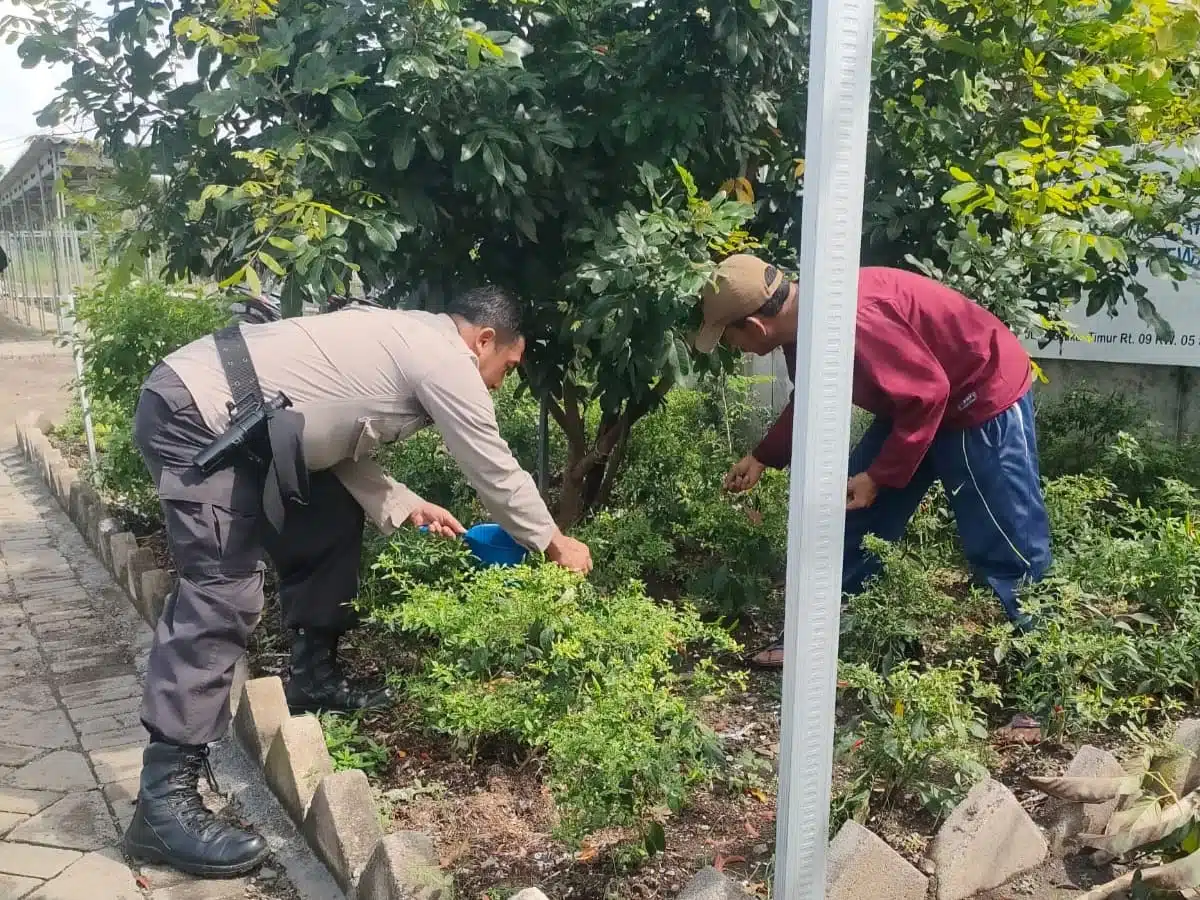 Bhabinkamtibmas Sedati Gede Bantu Warga Rawat Tanaman Cabai, Dukung Ketahanan Pangan Polresta Sidoarjo
