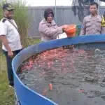 Kanit Binmas Polsek Gedangan Apresiasi Perkembangan Ikan Nila Merah di Kolam Bioflok Desa Ganting