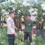 Bhabinkamtibmas Entalsewu Dampingi Warga Rawat Pisang untuk Ketahanan Pangan Nasional