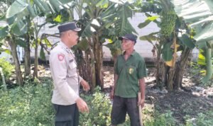 Bhabinkamtibmas Entalsewu Dampingi Warga Rawat Pisang untuk Ketahanan Pangan Nasional