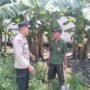 Bhabinkamtibmas Entalsewu Dampingi Warga Rawat Pisang untuk Ketahanan Pangan Nasional