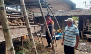 Bhabinkamtibmas cek perkembangan ternak kambing warga Sukodono dukung ketahanan pangan Nasional