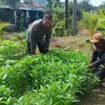 Kapolsek Sedati Optimalkan Peran Bhabinkamtibmas untuk Dukung Ketahanan Pangan Polresta Sidoarjo